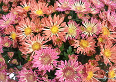 Close-up Sollinea Royal Van Zanten.